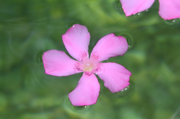 Oleander różowe kwiaty pływające w naturalnej słodkiej wodzie