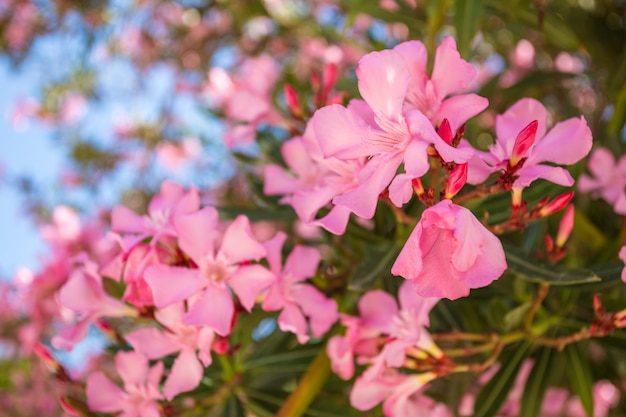 Oleander róży zatoka kwiat