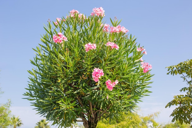 Oleander Z Różowymi Kwiatami Na Tle Błękitnego Nieba