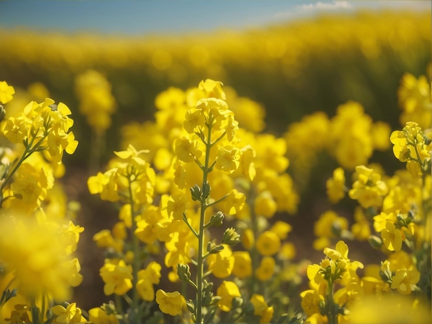 Olej z złotych nasion rzepy Canola na tle pola i nieba