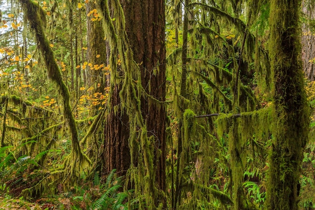 Olimpijski Park Narodowy Sol Duc Usa