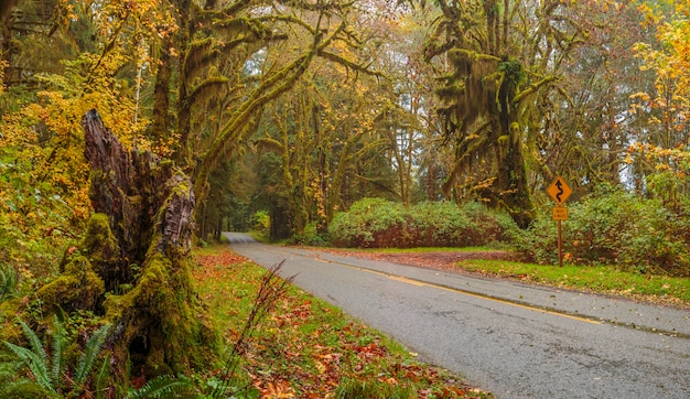 Olimpijski Park Narodowy Sol Duc USA