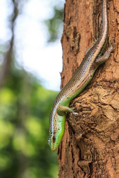 Zdjęcie olive tree skink