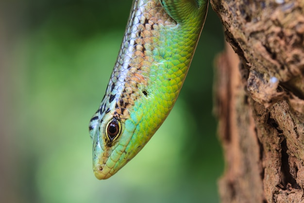 Olive Tree Skink