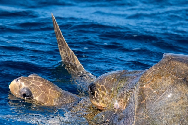 Oliwkowe żółwie morskie lub Lepidochelys olivacea wykonują rytuał godowy