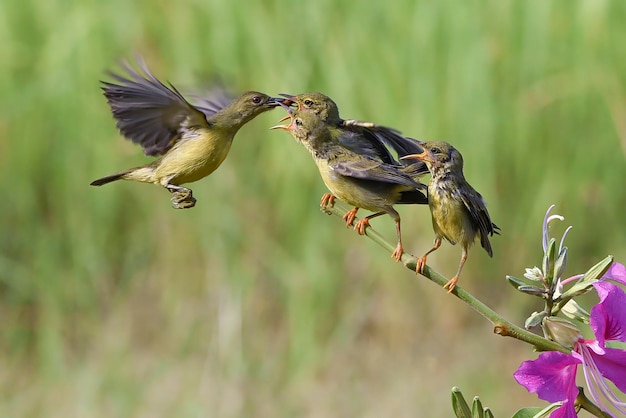 Oliwkowy Ptak Sunbird Karmi Swoje Pisklęta