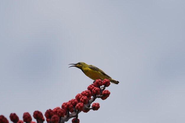 Oliwkowy sunbird na czerwonym kwiatku