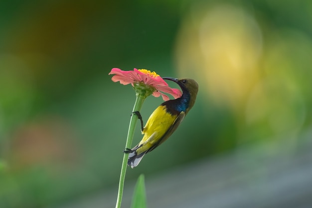 Oliwkowy Sunbird na kwiatku