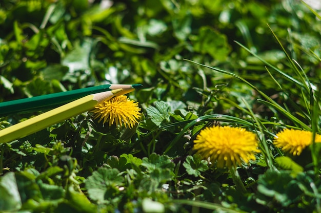 Zdjęcie ołówki w różnych kolorach w zielonej trawie z żółtymi mleczami zbliżenie ołówków z bokeh zdjęcie z copyspace jak pocztówka