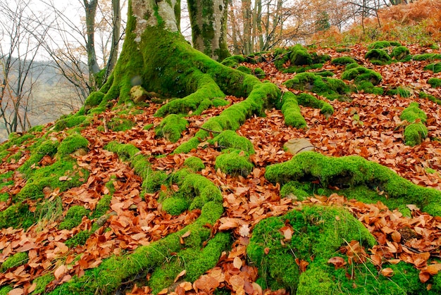 Omszałe korzenie w buku. Park Przyrody Gorbeia. Kraj Basków. Hiszpania