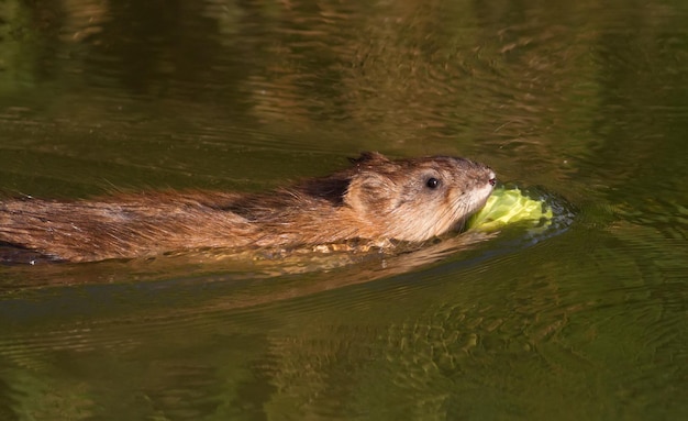 Ondatra zibethicus piżmak Zwierzę zbiera jabłka na brzegu i ciągnie je do swojego domu