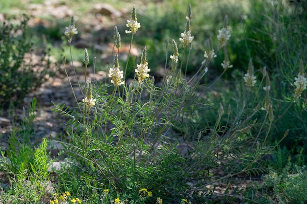 Onobrychis alba