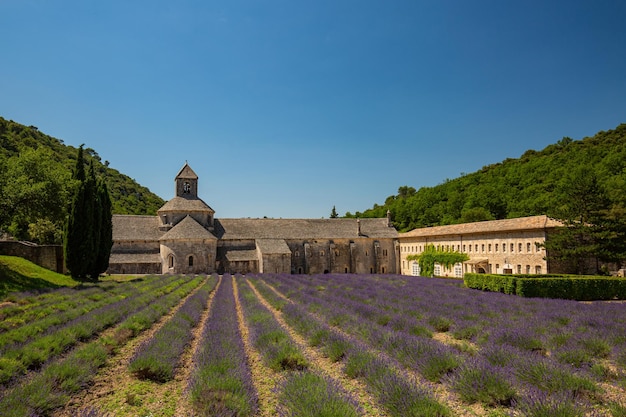 Opactwo Cystersów Snanque z krajobrazem pola lawendy, w Gordes, Vaucluse, Prowansja, podróż