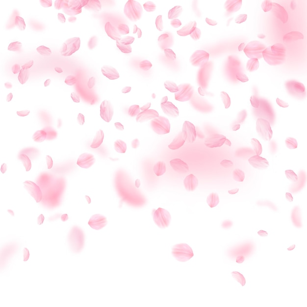 Opadające płatki Sakury. Gradient romantyczny różowe kwiaty. Latające płatki na białym tle kwadratu. Miłość, koncepcja romansu. Niesamowite zaproszenie na ślub.
