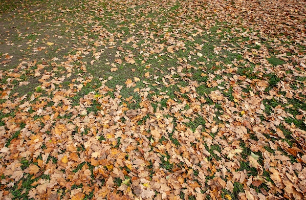 Opadłe jesienne liście drzew na zielonej trawie