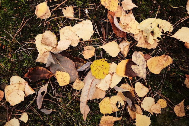 Opadłe jesienne liście leżą na ziemi.