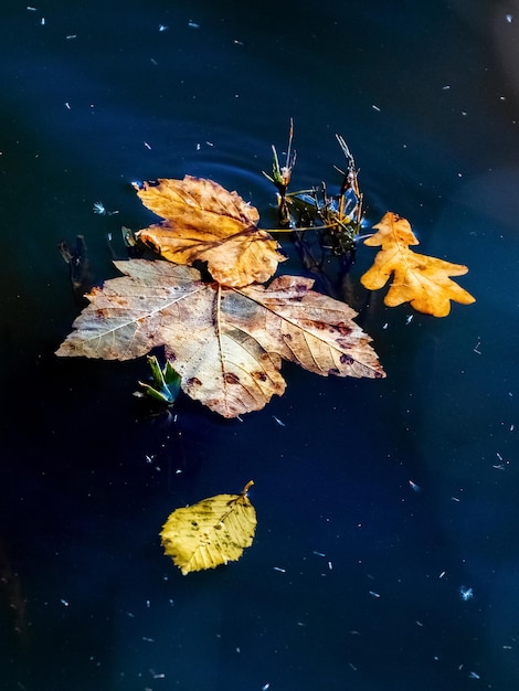 Opadłe jesienne liście na ciemnej jesiennej wodzie rzeki