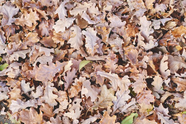 Opadłe liście dębu wraz z nadejściem jesieni.