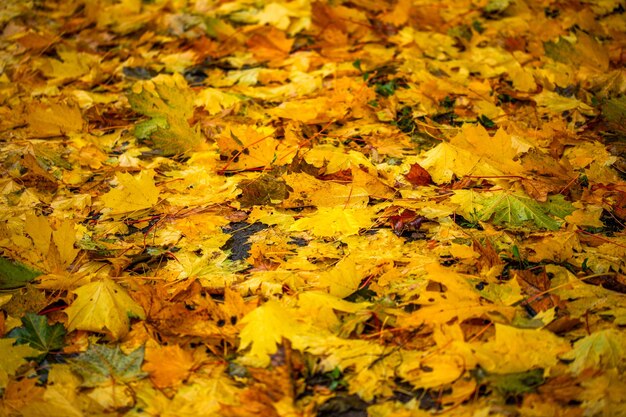 Opadłe liście klonu na ziemi z płytką głębią ostrości i selektywnym rozmyciem