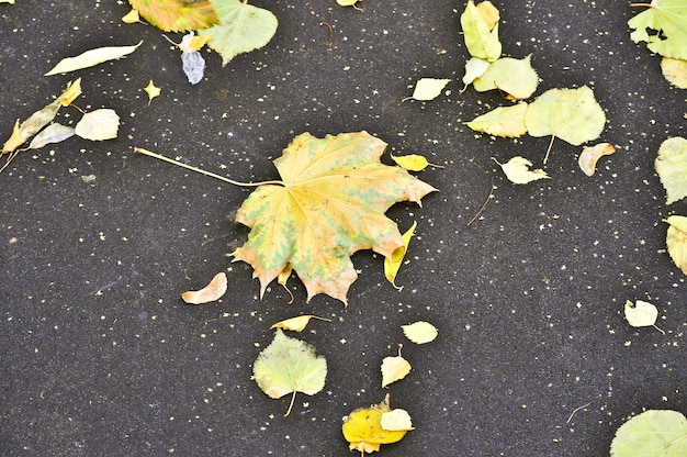 Opadłe liście na chodniku