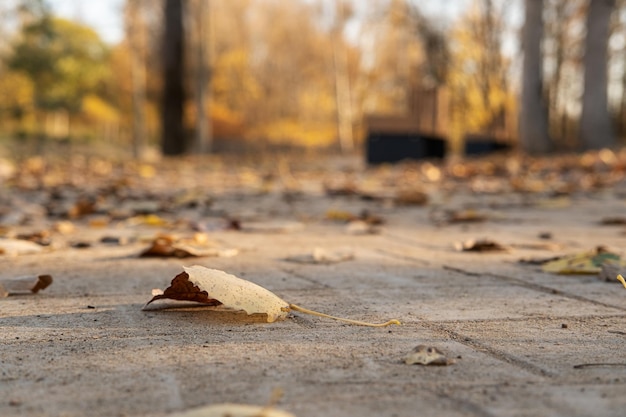 Opadłe żółte liście leżą na chodniku w parku w jesienny słoneczny dzień