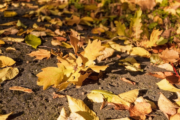 Opadłe żółte liście na ziemi w jesienny dzień
