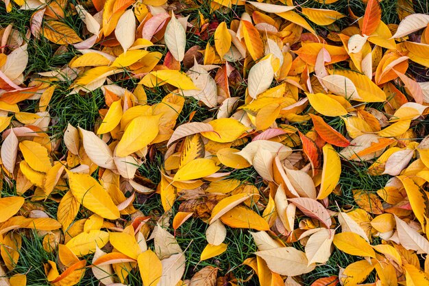 Opadłych liści jesienią