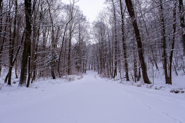 Opady śniegu w lesie magiczny śnieżny las zimą