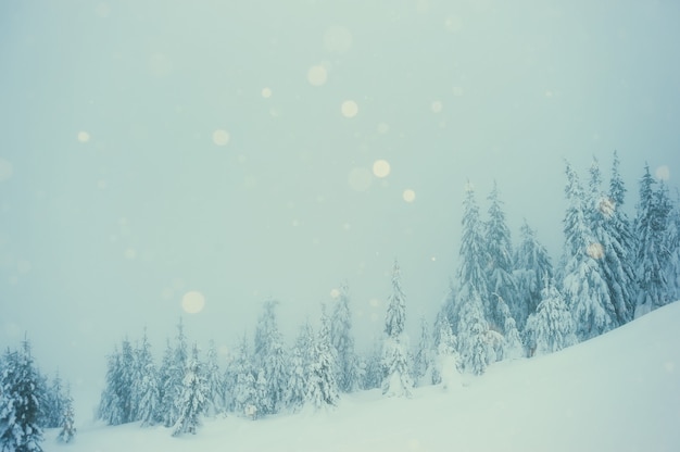Opady śniegu w mglistym lesie zimą. Krajobraz z drzewami pokryte śniegiem