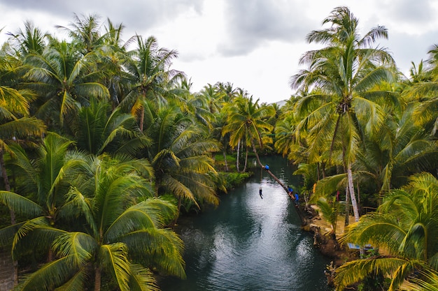 Oparta palma przy Maasin rzeką, Siargao