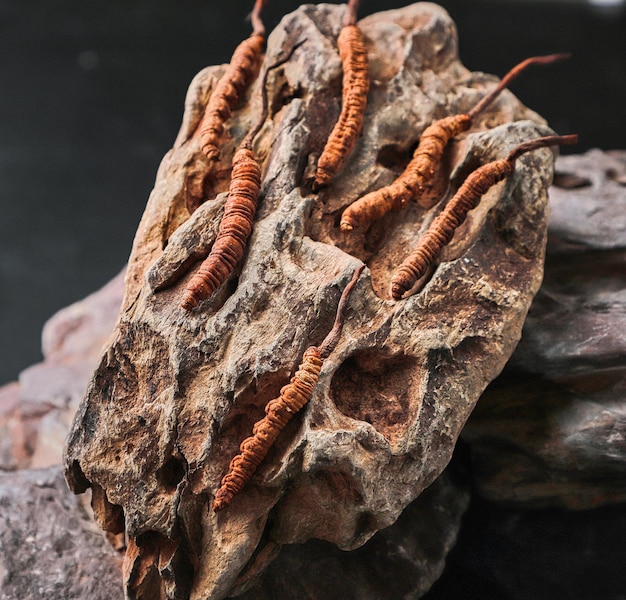 Zdjęcie ophiocordyceps sinensis czyli kordyceps grzybowy to zioło na skale