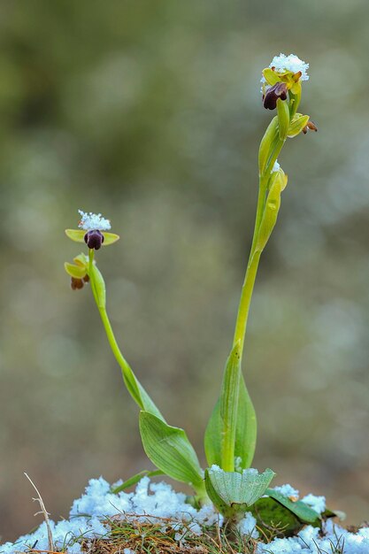 Ophrys fusca to gatunek storczyków monopodialnych