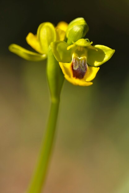 Ophrys lutea to gatunek storczyków z rodziny storczykowatych