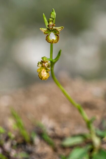 Ophrys speculum podgatunek lutescens to gatunek tzw. storczyków pszczelich