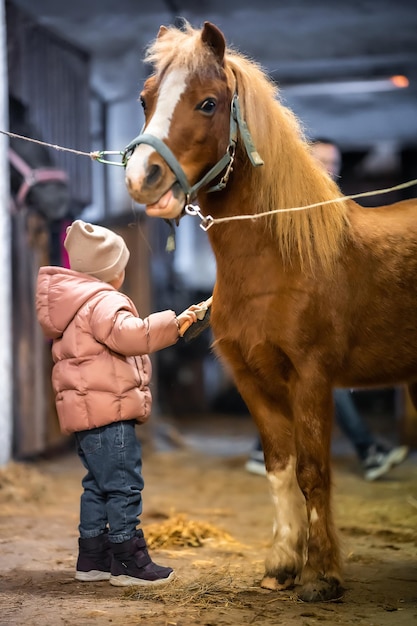Opieka nad końmi w stajni przed jazdą mała urocza dziewczyna i kucyk