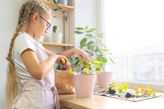 Zdjęcie opieka nad rośliną domową coleus przez dziewczynę w wieku 10-11 lat w fartuchu w domu przy oknie