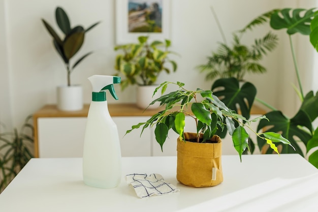 Zdjęcie opryskiwanie butelki i szmatki w pobliżu koncepcji ficus ogrodnictwa domowego i pielęgnacji roślin domowych w wiosennym domu