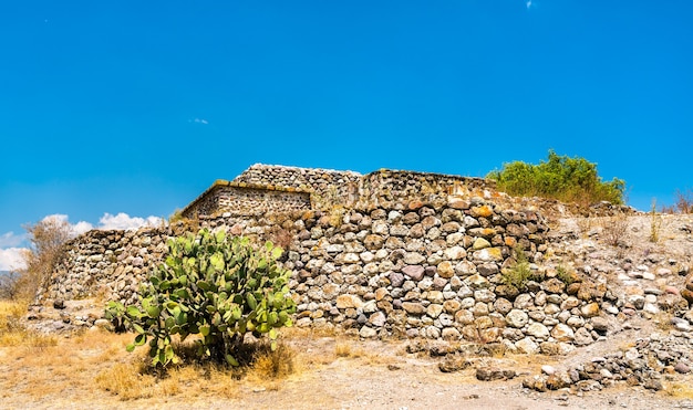 Opuncja Figowa Na Stanowisku Archeologicznym Yagul W Stanie Oaxaca W Meksyku