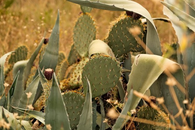 Zdjęcie opuntia cactus roślina liście z rozwijającymi się owocami opuntia kaktusy rosnące na pustyni południowa afryka
