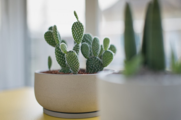 Opuntia Lub Bunny Ears Kaktus W Szarym Garnku Ceramicznym, Opuntia Microdasys (lehm.)