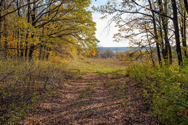 Opuszczenie lasu wzdłuż starej drogi gruntowej w słoneczny jesienny dzień