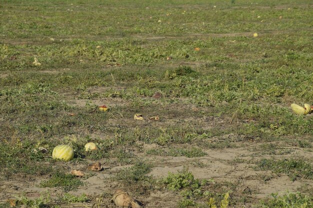 Opuszczone pole arbuzów i melonów Zgniłe arbuzy Pozostałości po zbiorach melonów Gnijące warzywa na polu