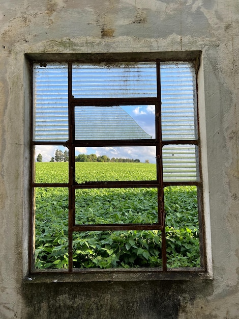 Opuszczony dom na farmie w Brazylii Rozbite okna z tłem plantacji soi