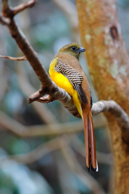 Orange-breasted Trogon Harpactes oreskios Piękne ptaki Tajlandii