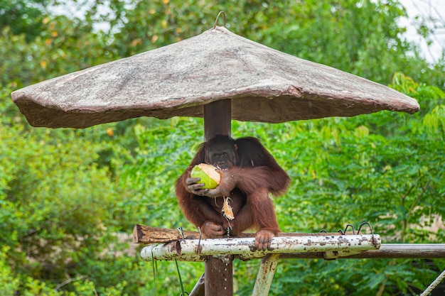 Orangutan jedzący kokos na szałasie na drzewie