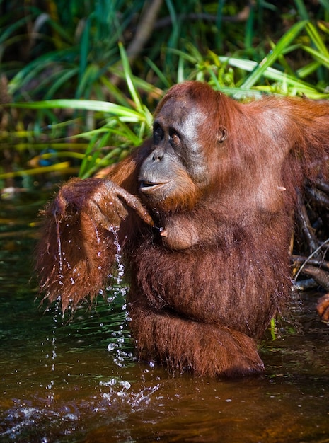 Orangutan pije wodę z rzeki w dżungli. Indonezja. Wyspa Kalimantan (Borneo).
