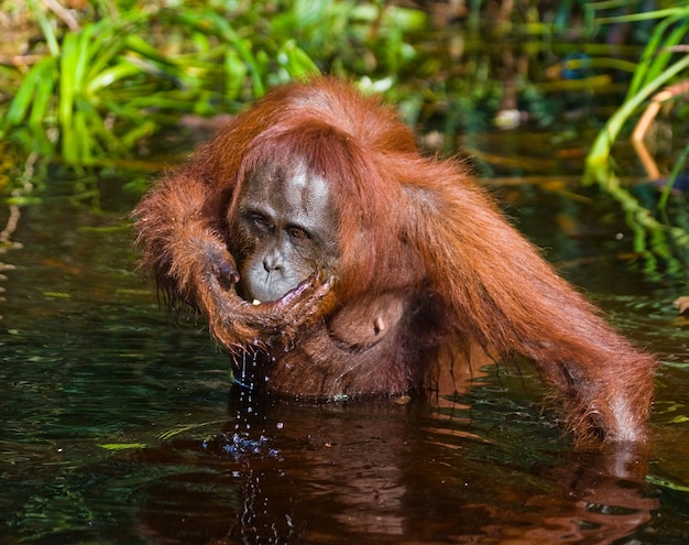 Orangutan pije wodę z rzeki w dżungli. Indonezja. Wyspa Kalimantan (Borneo).