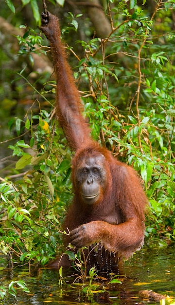 Orangutan pije wodę z rzeki w dżungli. Indonezja. Wyspa Kalimantan (Borneo).