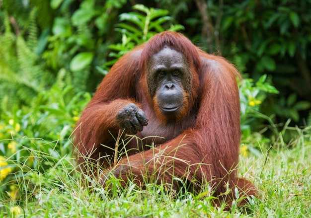 Orangutan siedzi na trawie. Indonezja. Wyspa Kalimantan (Borneo).