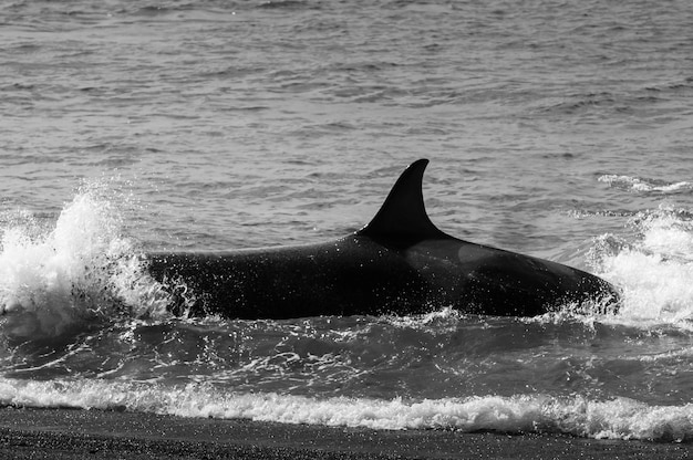 Orca patroluje linię brzegową półwyspu Valdes Patagonia Argentina